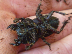 Geodorcus helmsi