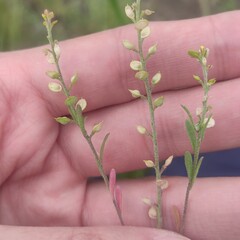 Alyssum turkestanicum