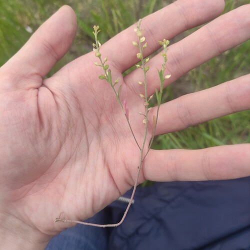 Alyssum turkestanicum, photograph 1
