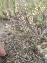 Sergey Basalaev, CC BY, iNaturalist via GBIF Alyssum turkestanicum, photograph Sergey Basalaev, CC BY, iNaturalist via GBIF