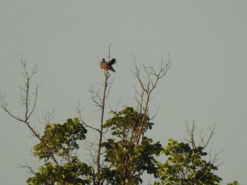 Common Cuckoo