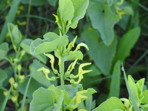 Birthwort