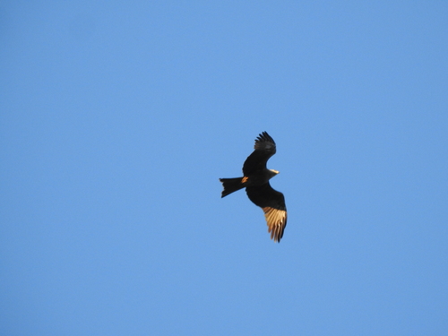 Black Kite