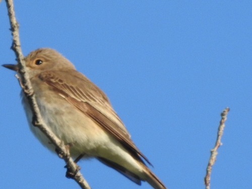 Spotted Flycatcher