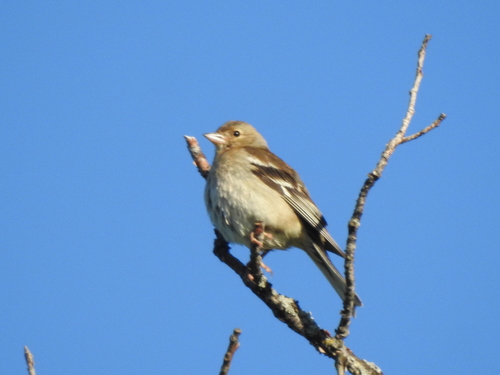 Common Chaffinch
