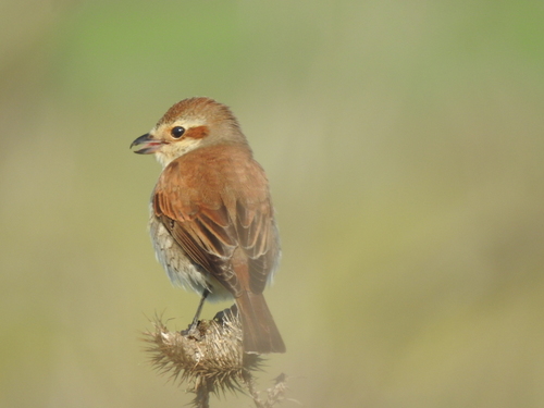 Red-backed Shrike