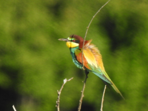 European Bee-eater