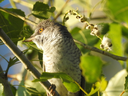 Curruca gavilana (Curruca nisoria)