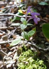 Galeopsis segetum
