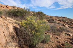 Calobota