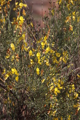 Calobota
