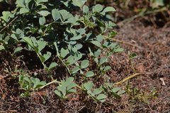 Hosackia crassifolia