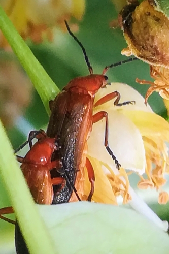 Common red soldier beetle