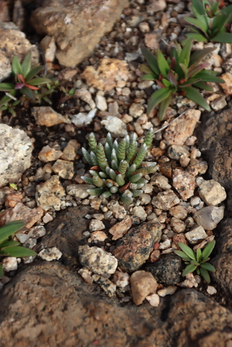 Avonia rhodesica
