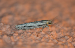 Ypsolopha flavistrigella