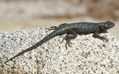 Sceloporus occidentalis taylori