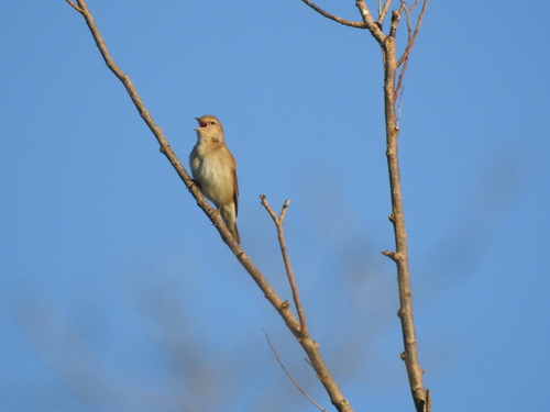 Garden Warbler