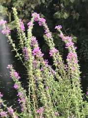 Lythrum salicaria