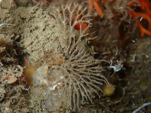Exidmonea atlantica observed 2025-05-29