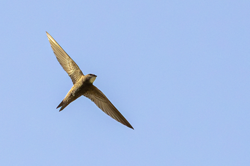Vencejo pálido (Apus pallidus)
