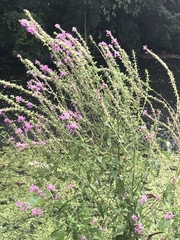 Lythrum salicaria