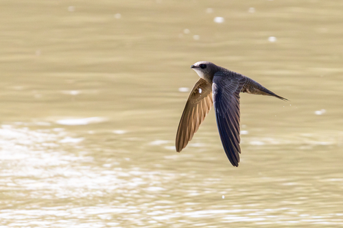 Vencejo pálido (Apus pallidus)