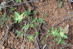 Euphorbia schiedeana