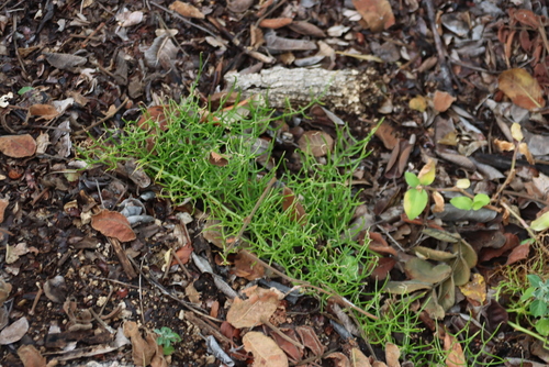 Bowiea volubilis