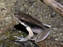 Clinotarsus penelope