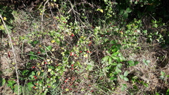 Crataegus monogyna