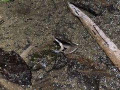 Clinotarsus penelope