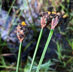 Xyris fimbriata