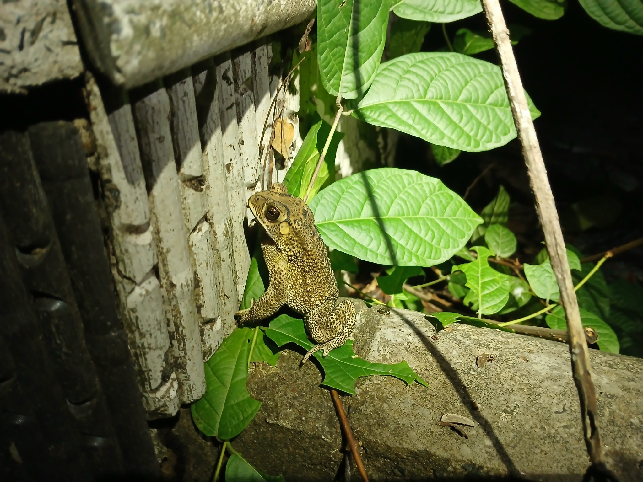 Indian Common True Toad