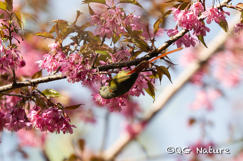Fire-tailed Sunbird (Aethopyga ignicauda), photo 4