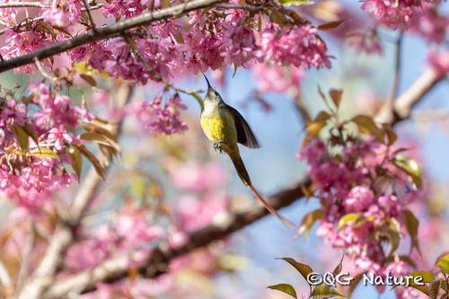 Fire-tailed Sunbird (Aethopyga ignicauda)