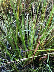 Xyris fimbriata