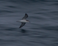 Pterodroma cookii