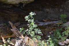 Hosackia crassifolia