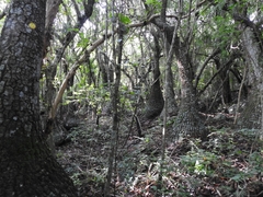 Beaucarnea