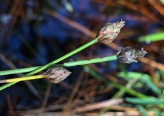 Xyris elliottii