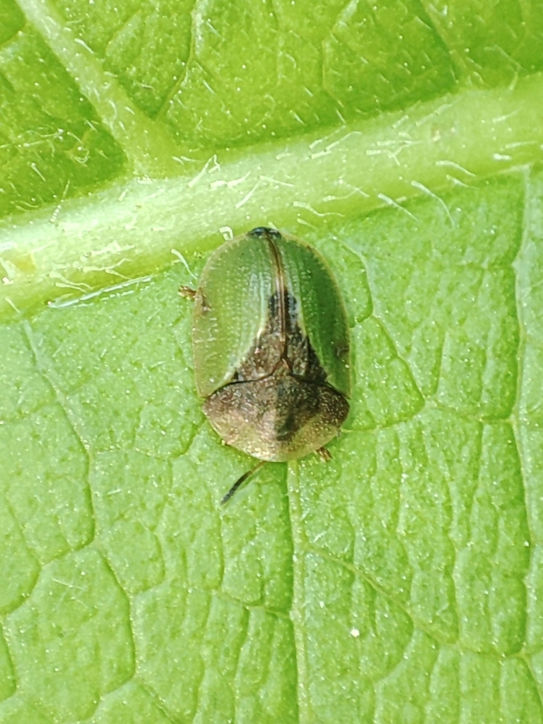 Cassida ferruginea