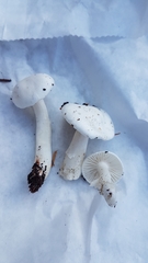 Cuphophyllus borealis