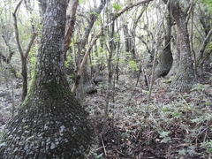 Beaucarnea