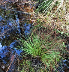 Xyris elliottii