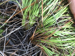 Xyris elliottii