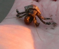 Pagurus hirsutiusculus