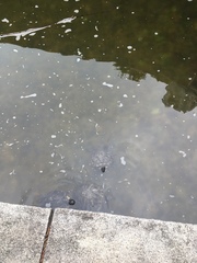 Trachemys scripta elegans