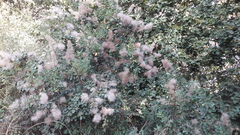 Cotinus