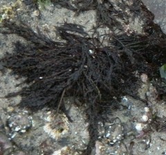 Cryptosiphonia woodii