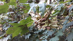 Acer platanoides